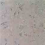 Sky (CF 5421)