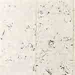 Snow (CF 5521)